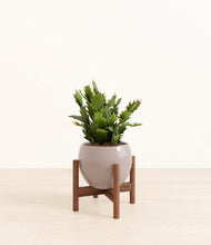 Load image into Gallery viewer, Winter Clouds stand:walnut
