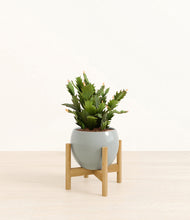 Load image into Gallery viewer, Deep Ocean stand:bamboo
