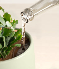 Load image into Gallery viewer, Turquoise stand:all
