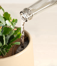 Load image into Gallery viewer, Almond Green stand:all
