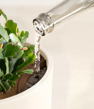 Load image into Gallery viewer, Cream stand:all
