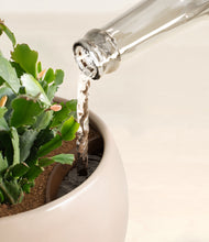 Load image into Gallery viewer, Desert Brown stand:all
