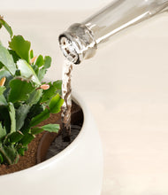 Load image into Gallery viewer, Shiny EggWhite stand:all
