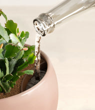 Load image into Gallery viewer, Calm Rose stand:all
