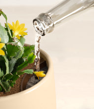 Load image into Gallery viewer, -Almond Green stand:all
