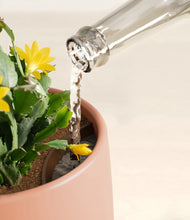 Load image into Gallery viewer, -Calm Rose stand:all
