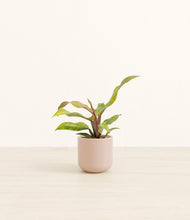 Load image into Gallery viewer, Sandy Pink*****Profile
