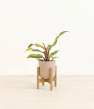Load image into Gallery viewer, Sandy Pink stand:bamboo
