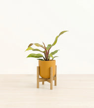 Load image into Gallery viewer, Sunset Orange stand:bamboo
