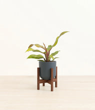 Load image into Gallery viewer, Iron Gray stand:walnut
