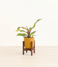 Load image into Gallery viewer, Sunset Orange stand:walnut
