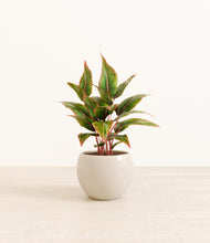 Load image into Gallery viewer, Shiny EggWhite*****Profile
