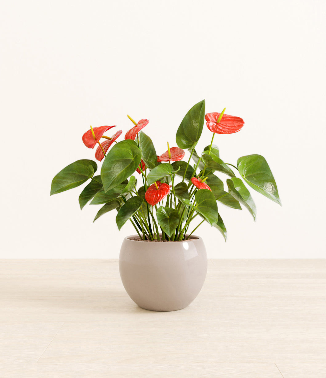 Desert Brown*****Profile