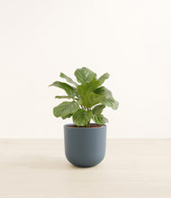 Load image into Gallery viewer, Iron Gray*****Profile
