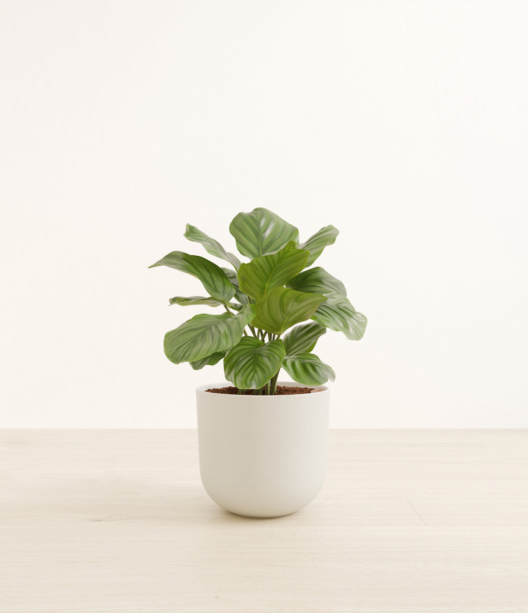 Natural Bamboo*****Profile