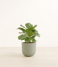 Load image into Gallery viewer, Sage Green*****Profile
