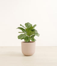 Load image into Gallery viewer, Sandy Pink*****Profile
