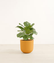 Load image into Gallery viewer, Sunset Orange*****Profile
