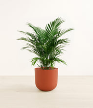 Load image into Gallery viewer, Earth Red*****Profile
