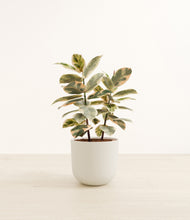 Load image into Gallery viewer, Natural Bamboo*****Profile
