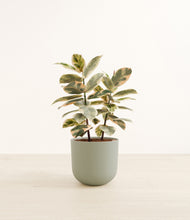 Load image into Gallery viewer, Sage Green*****Profile
