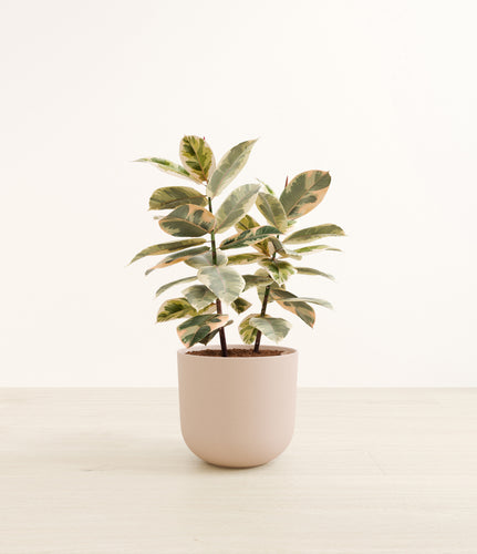 Sandy Pink*****Profile