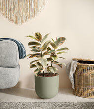 Load image into Gallery viewer, Sage Green
