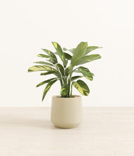 Load image into Gallery viewer, Almond Green
