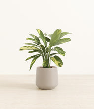 Load image into Gallery viewer, Eternal Gray
