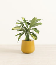 Load image into Gallery viewer, Mustard
