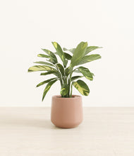 Load image into Gallery viewer, Calm Rose
