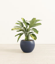 Load image into Gallery viewer, Deep Navy*****Profile
