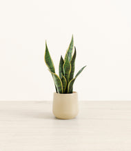 Load image into Gallery viewer, Almond Green*****Profile
