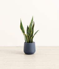 Load image into Gallery viewer, Deep Navy*****Profile
