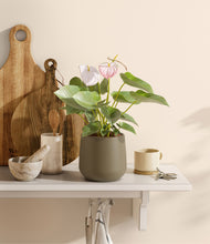 Load image into Gallery viewer, Olive
