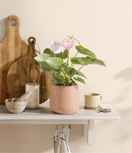 Load image into Gallery viewer, Gentle Pink
