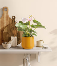 Load image into Gallery viewer, Mustard
