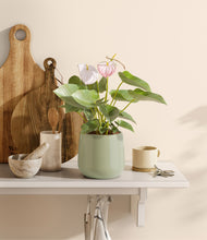 Load image into Gallery viewer, Turquoise
