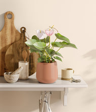 Load image into Gallery viewer, Calm Rose
