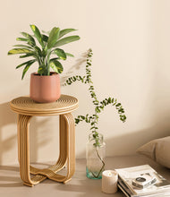 Load image into Gallery viewer, Calm Rose
