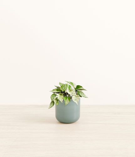 Reactive Aqua*****Profile