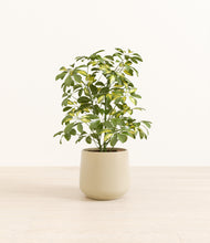 Load image into Gallery viewer, Almond Green*****Profile
