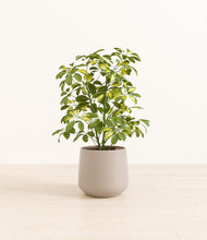 Load image into Gallery viewer, Eternal Gray*****Profile
