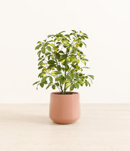 Load image into Gallery viewer, Calm Rose*****Profile
