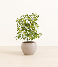 Load image into Gallery viewer, Desert Brown*****Profile
