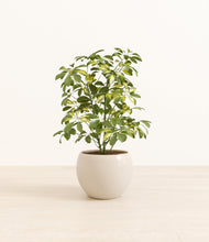 Load image into Gallery viewer, Shiny EggWhite*****Profile
