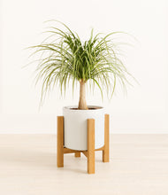 Load image into Gallery viewer, White stand:light
