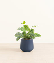 Load image into Gallery viewer, Deep Navy*****Profile

