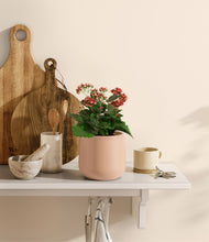 Load image into Gallery viewer, Gentle Pink
