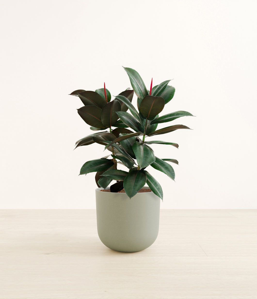 Sage Green*****Profile